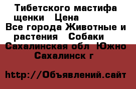  Тибетского мастифа щенки › Цена ­ 10 000 - Все города Животные и растения » Собаки   . Сахалинская обл.,Южно-Сахалинск г.